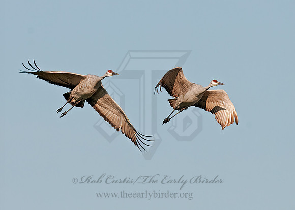 Grus canadensis  SANDHILL CRANE 3006000z