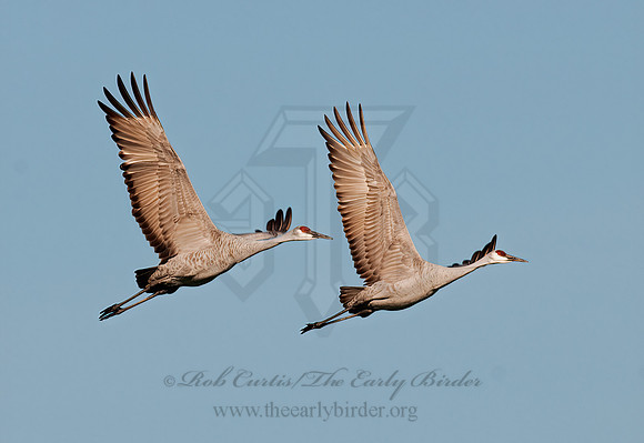 Grus canadensis  SANDHILL CRANE 3006001z