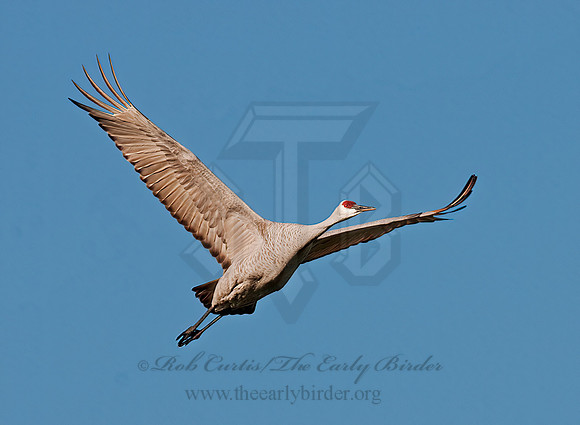 Grus canadensis  SANDHILL CRANE 3006009z