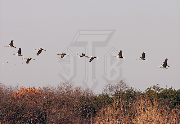 Grus canadensis  SANDHILL CRANE 3006005z