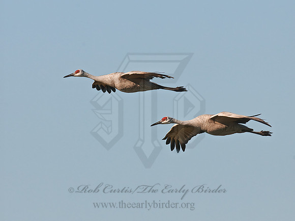 Grus canadensis  SANDHILL CRANE 3006024z