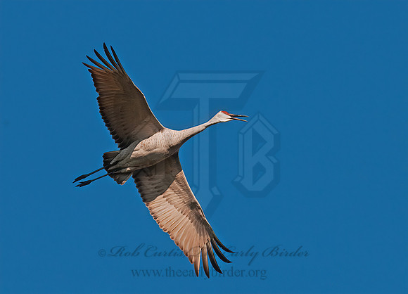 Grus canadensis  SANDHILL CRANE 3006034z