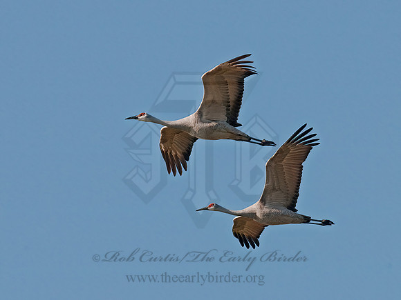 Grus canadensis  SANDHILL CRANE 3006030z