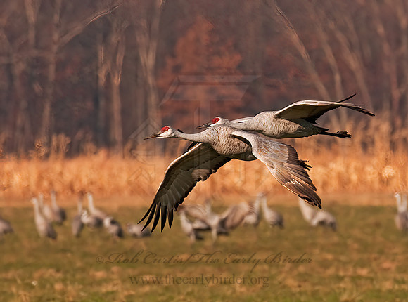 Grus canadensis  SANDHILL CRANE 3006039z