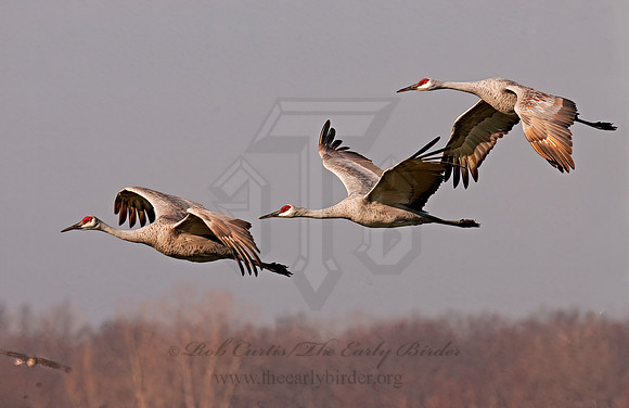 Grus canadensis  SANDHILL CRANE 3006043z