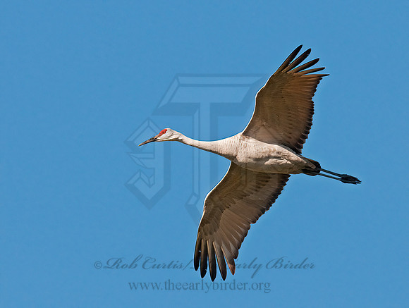 Grus canadensis  SANDHILL CRANE 3006050z