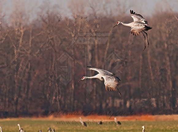 Grus canadensis  SANDHILL CRANE 3006054z