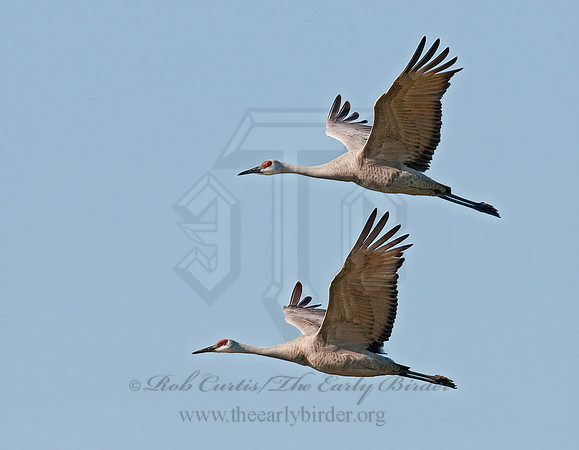 Grus canadensis  SANDHILL CRANE 3006051z