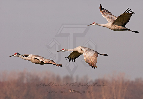 Grus canadensis  SANDHILL CRANE 3006044z