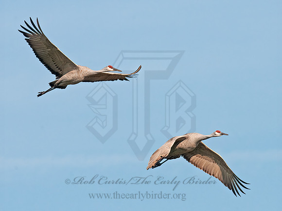 Grus canadensis  SANDHILL CRANE 3006056z