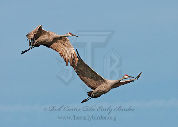 Grus canadensis  SANDHILL CRANE 3006057z