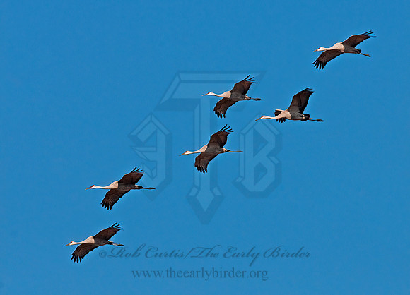 Grus canadensis  SANDHILL CRANE 3006062z