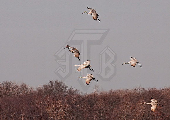 Grus canadensis  SANDHILL CRANE 3006103z