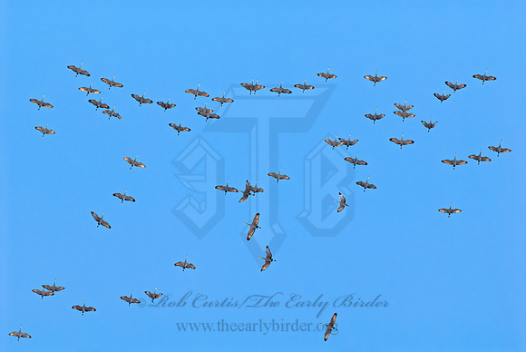Grus canadensis  SANDHILL CRANE 7015886z