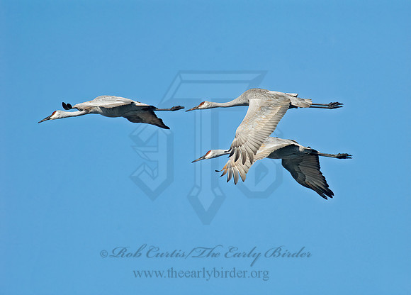 Grus canadensis  SANDHILL CRANE 7017169z