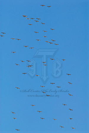 Grus canadensis  SANDHILL CRANE 7015890z