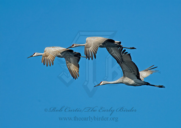 Grus canadensis  SANDHILL CRANE 7017171z