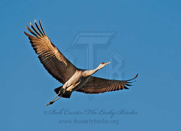 Grus canadensis  SANDHILL CRANE 8024759z