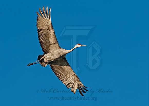 Grus canadensis  SANDHILL CRANE 8024769z