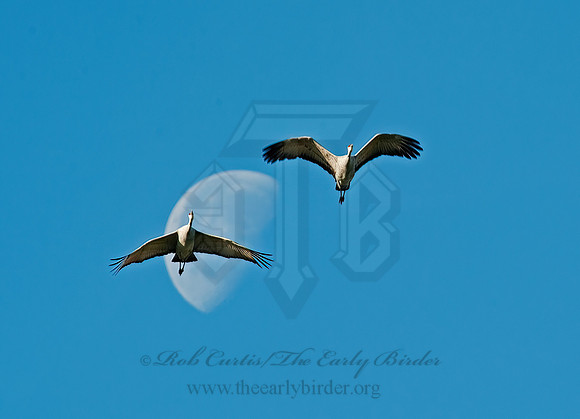 Grus canadensis  SANDHILL CRANE 8024796z