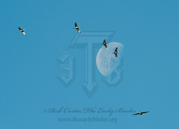 Grus canadensis  SANDHILL CRANE 8024802z