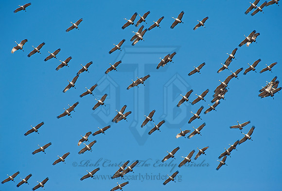 Grus canadensis  SANDHILL CRANE 8024836z