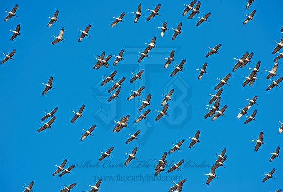 Grus canadensis  SANDHILL CRANE 8024837z