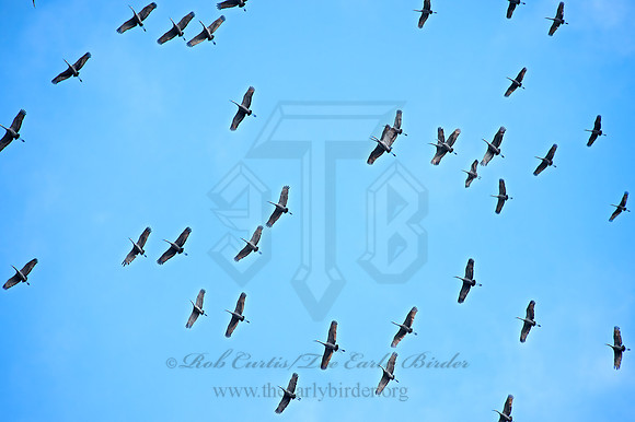 Grus canadensis  SANDHILL CRANE 9006782z