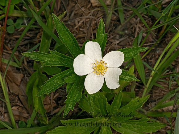 Anemonastrum canadense  MEADOW ANEMONE 9079543z
