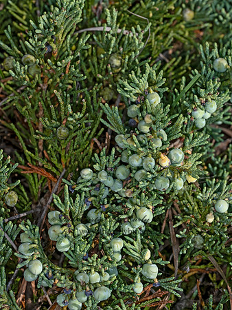 Juniper horizonatialis  TRAILING JUNIPER 9079575z