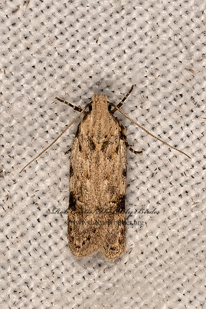 Faculta inaequalis TWIRLER MOTH 3033229z