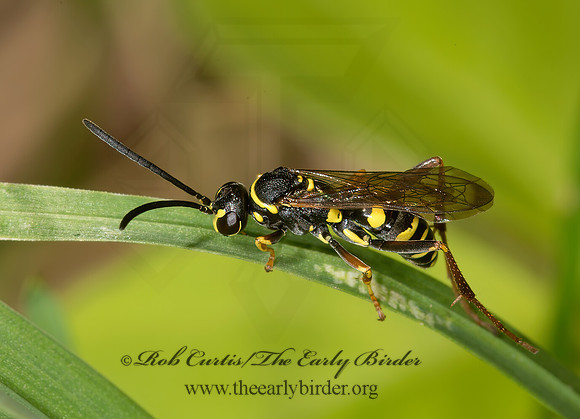 Ceropales maculata 9014612z