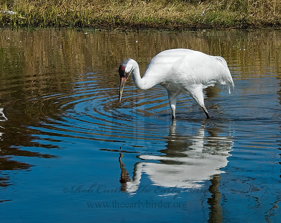 Grus americana  WHOOPING CRANE 6017549z