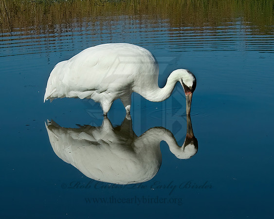 Grus americana  WHOOPING CRANE 5016388z