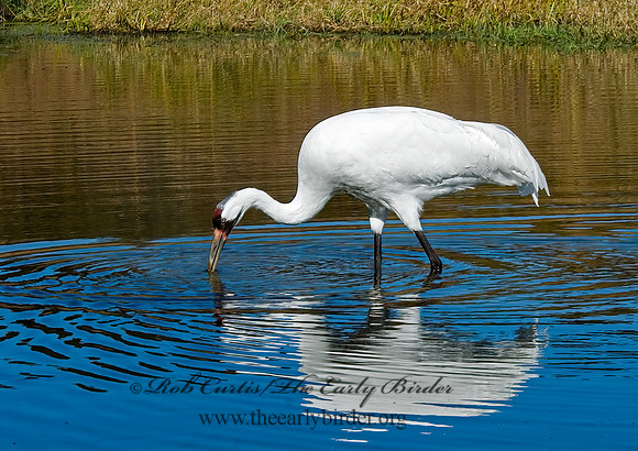 Grus americana  WHOOPING CRANE 6017572z