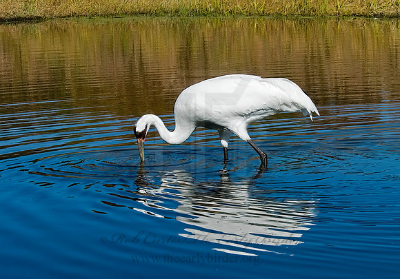 Grus americana  WHOOPING CRANE 6017568z