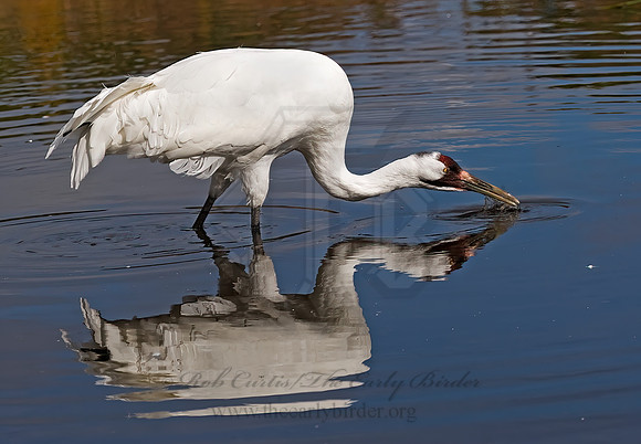 Grus americana  WHOOPING CRANE 8018833z