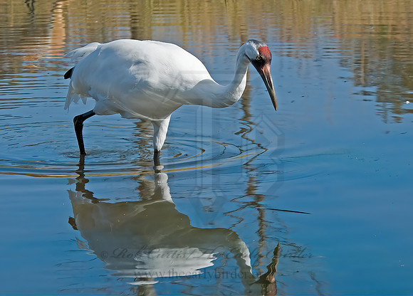 Grus americana  WHOOPING CRANE 6017562z