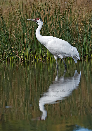 Grus americana  WHOOPING CRANE 8018927z