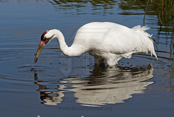 Grus americana  WHOOPING CRANE 8018841z