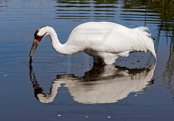 Grus americana  WHOOPING CRANE 8018845z