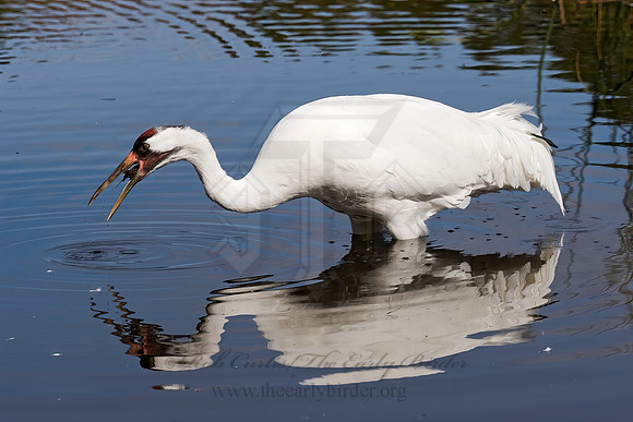 Grus americana  WHOOPING CRANE 8018847z