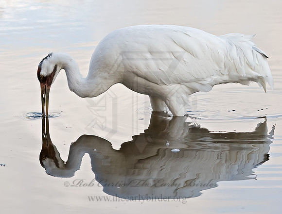 Grus americana  WHOOPING CRANE 8018812z