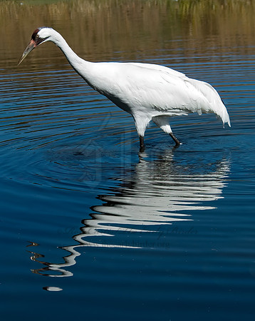 Grus americana  WHOOPING CRANE 6017567z