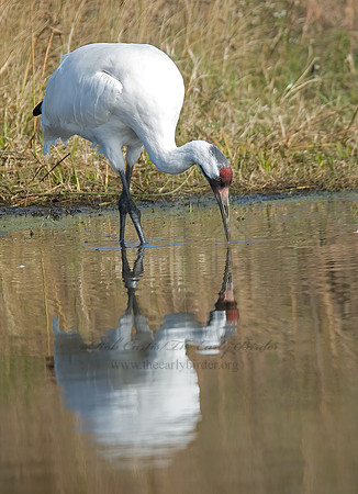 Grus americana  WHOOPING CRANE 6017482z