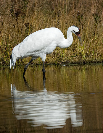 Grus americana  WHOOPING CRANE 6017493z