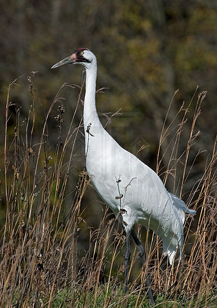 Grus americana  WHOOPING CRANE 6017523z
