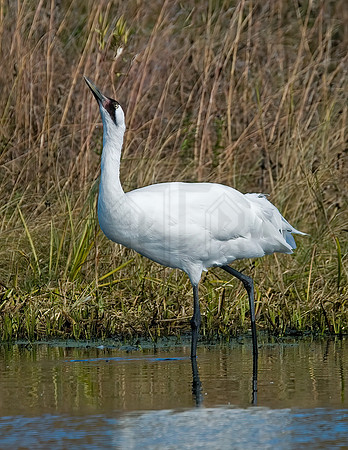 Grus americana  WHOOPING CRANE 6017575z