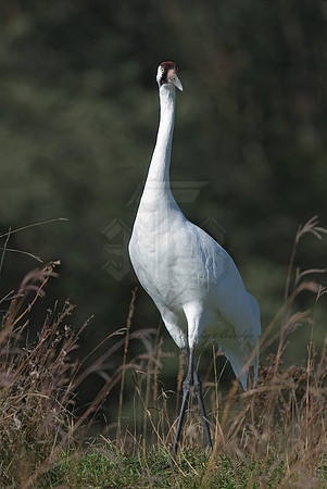 Grus americana  WHOOPING CRANE 6017526z