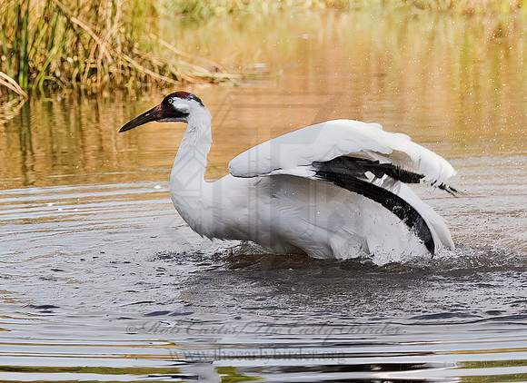 Grus americana  WHOOPING CRANE 8018855z